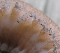 Peripatopsis clavigera