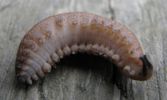 Peripatopsis clavigera