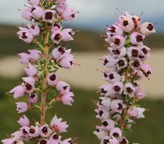 Erica bicolor