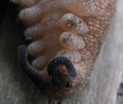 Peripatopsis clavigera