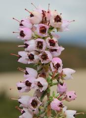 Erica bicolor
