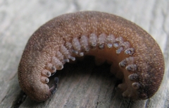 Peripatopsis clavigera