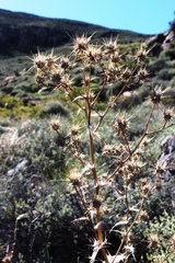 Berkheya carlinifolia