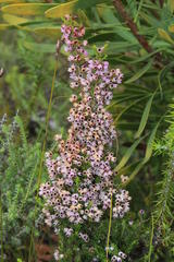 Erica bicolor