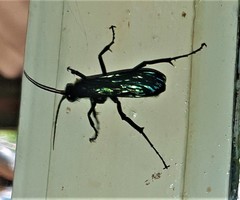 Batozonellus fuliginosus