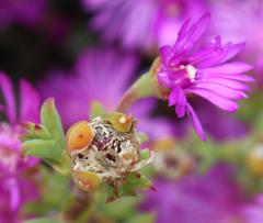 Drosanthemum asperulum