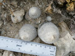 Epithelantha greggii polycephala