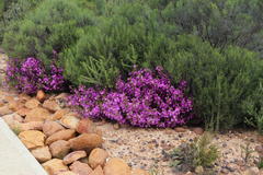 Drosanthemum asperulum