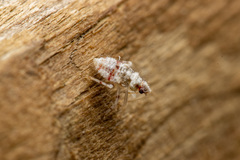 Deraeocoris lutescens