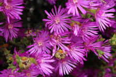 Drosanthemum asperulum