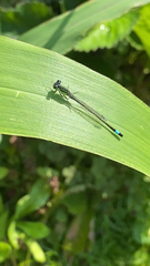 Ischnura elegans