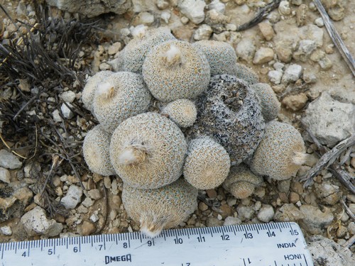 Epithelantha polycephala