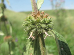 Marrubium leonuroides