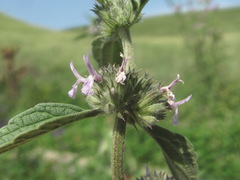 Marrubium leonuroides