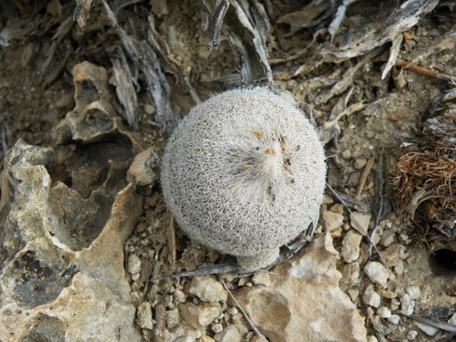 Epithelantha polycephala