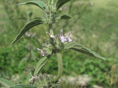 Marrubium leonuroides