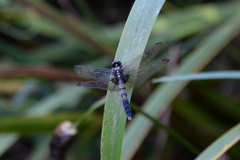 Orthetrum melania