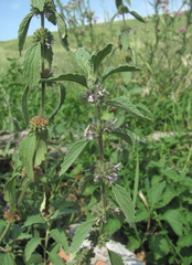 Marrubium leonuroides