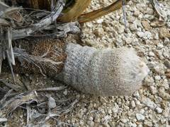 Epithelantha pachyrhiza