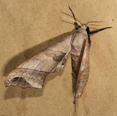 Polyptychoides grayii