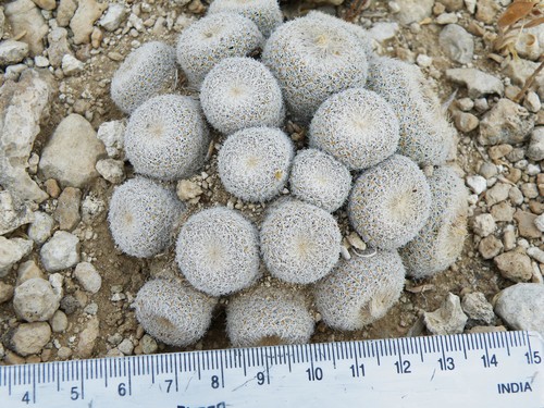Epithelantha polycephala