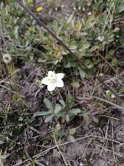 Parnassia palustris