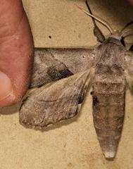 Polyptychoides grayii