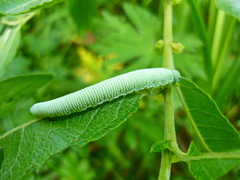 Pseudoclavellaria amerinae