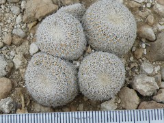 Epithelantha greggii polycephala