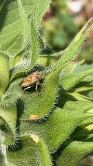 Dolycoris baccarum