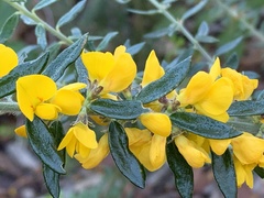 Aotus lanigera