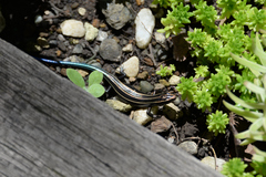 Plestiodon finitimus