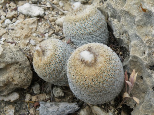 Epithelantha polycephala