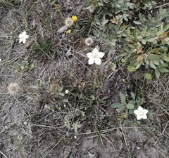 Parnassia palustris