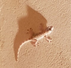 Tarentola mauritanica