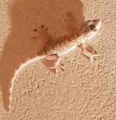 Tarentola mauritanica