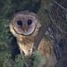 Southern Australian Masked Owl - Photo (c) Nuytsia@Tas, some rights reserved (CC BY-NC-SA)