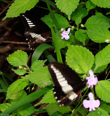 Papilio echerioides echerioides
