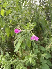 Epilobium hirsutum