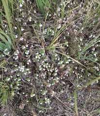Euphrasia maximowiczii