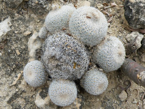 Epithelantha polycephala