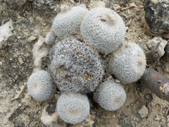 Epithelantha greggii polycephala