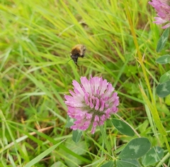 Bombus humilis
