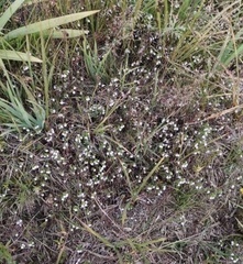 Euphrasia maximowiczii