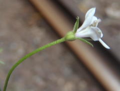 Monopsis alba