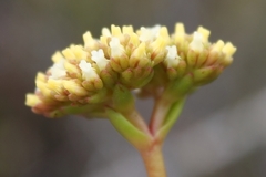 Crassula subulata subulata