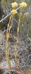 Crassula subulata subulata