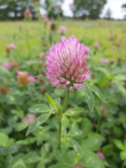 Trifolium pratense