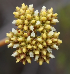 Crassula subulata subulata