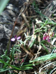 Polygala affinis